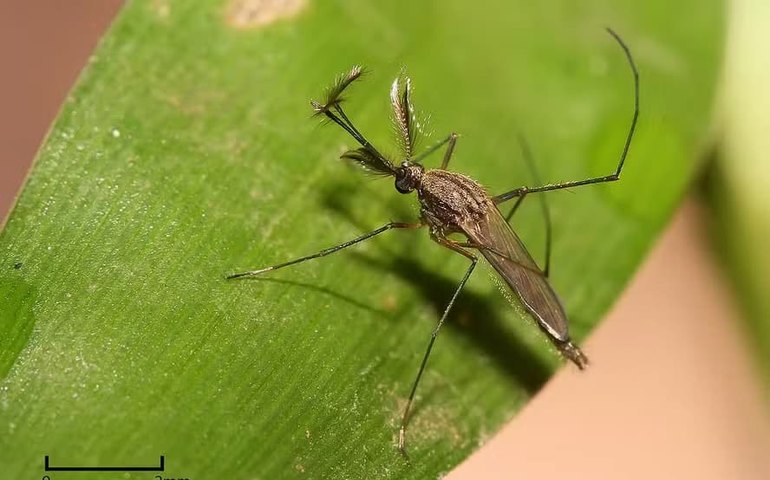 Morre primeira vítima do ressurgimento da encefalite equina nos EUA