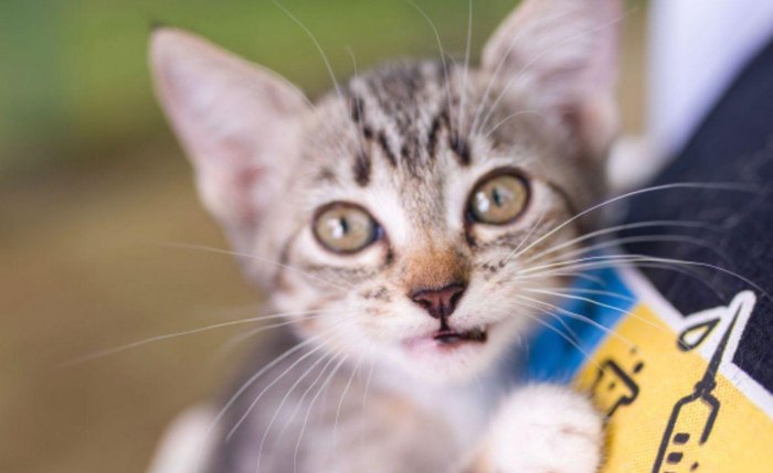 Cães e gatos vão estar disponíveis para adoção responsável