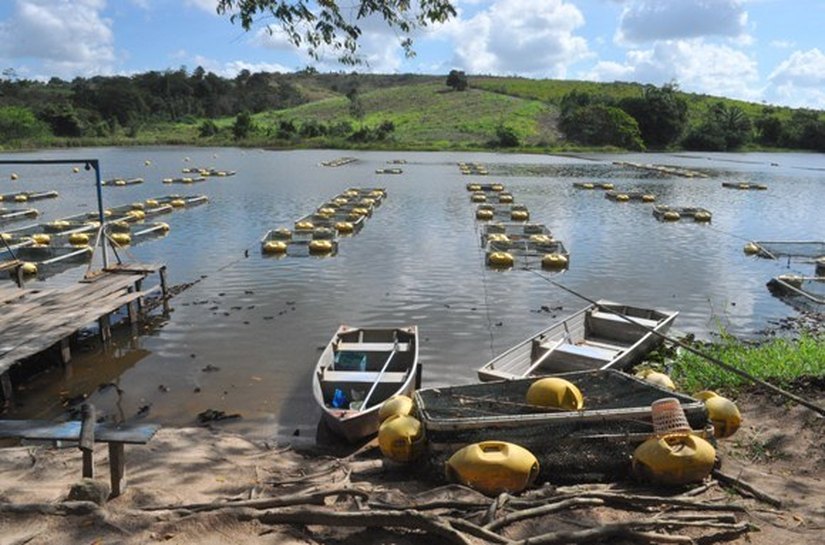Programa da Agricultura encerra 2015 com 1,5 milhão de alevinos distribuídos