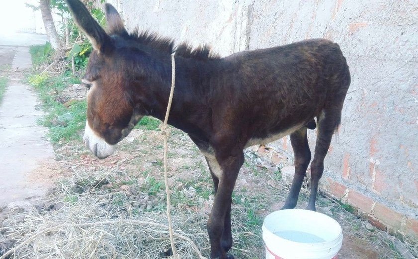 Bazar em Maceió arrecada dinheiro para abrigo de cavalos vítimas de maus-tratos