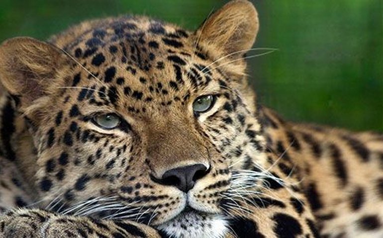 ONU alerta para risco de extinção de mais de um milhão de espécies