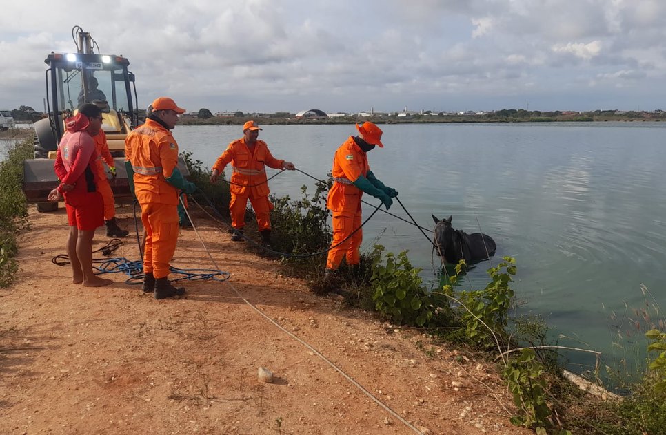 Cavalo cai dentro de estação de tratamento de esgoto na Grande Aracaju