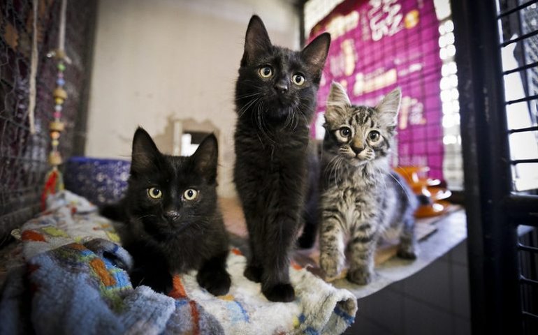 Comissão vai debater controle populacional de cães e gatos