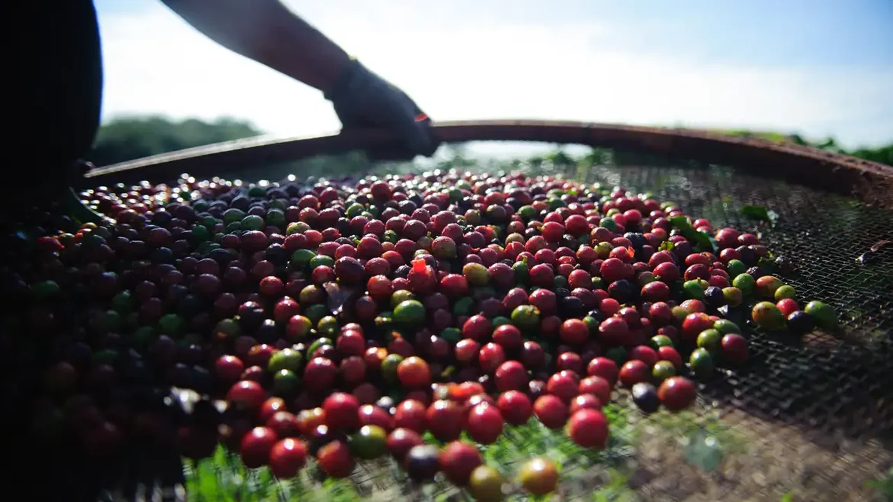 Estudo mostra que café mais caro do mundo é quimicamente diferente porque é cocô