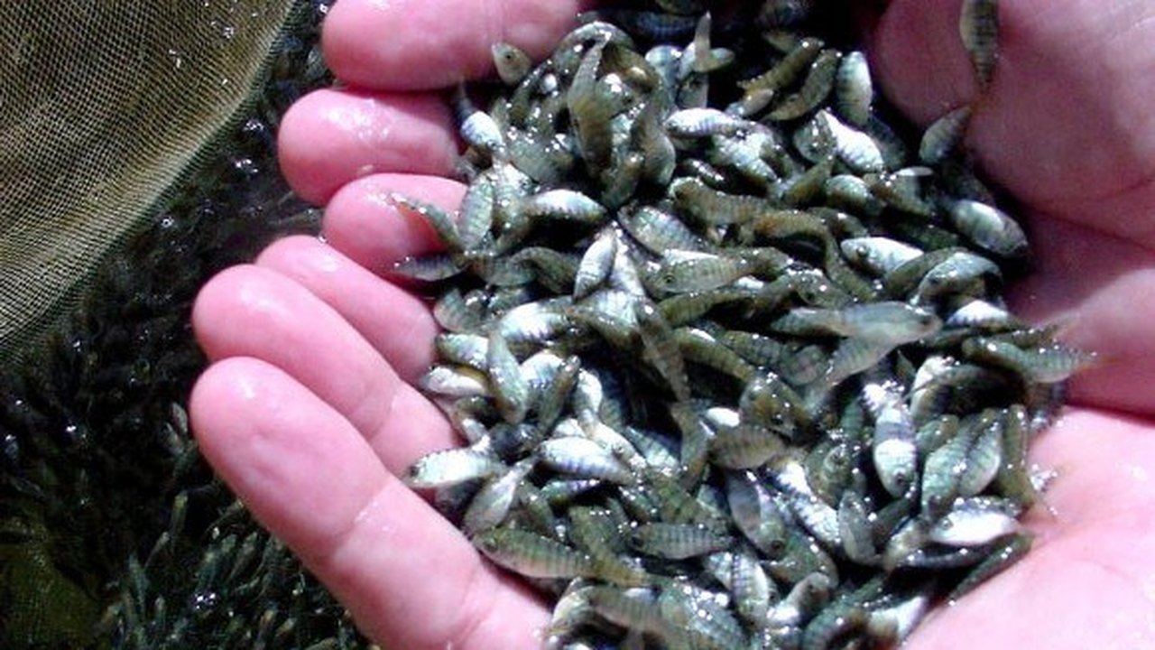 Núcleos de Piranhas e Rio Largo vão produzir 200 mil alevinos por mês