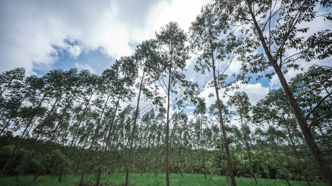 Eucalipto ganha espaço em Alagoas e fortalece modelo que une pecuária e sustentabilidade