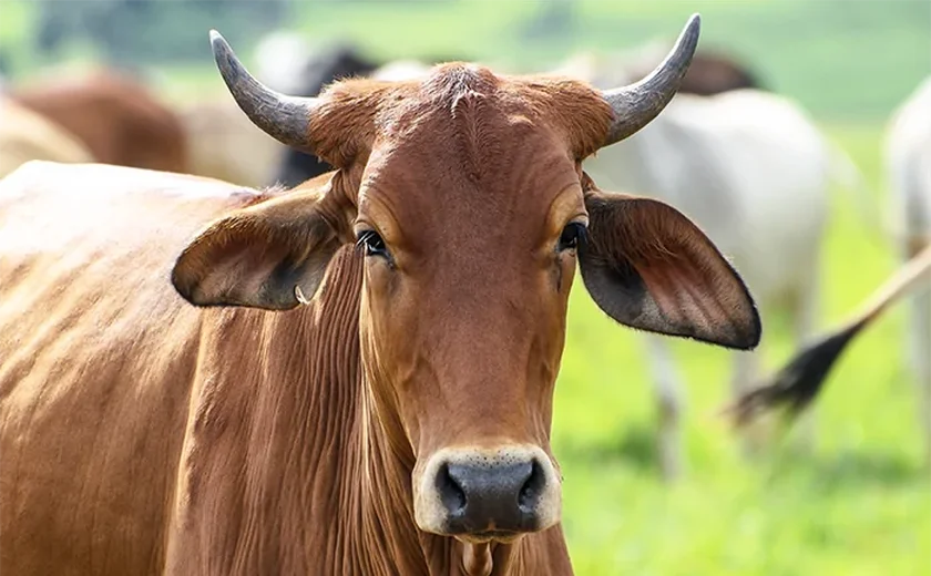 Boi com pata fraturada levanta suspeita de maus-tratos na zona rural de Igaci