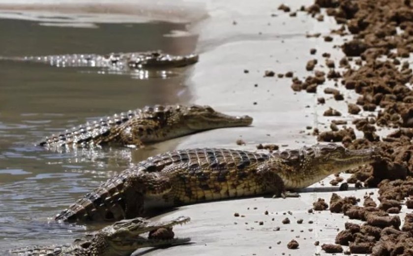 Pastor tenta imitar Jesus andando sobre água e acaba devorado por crocodilos