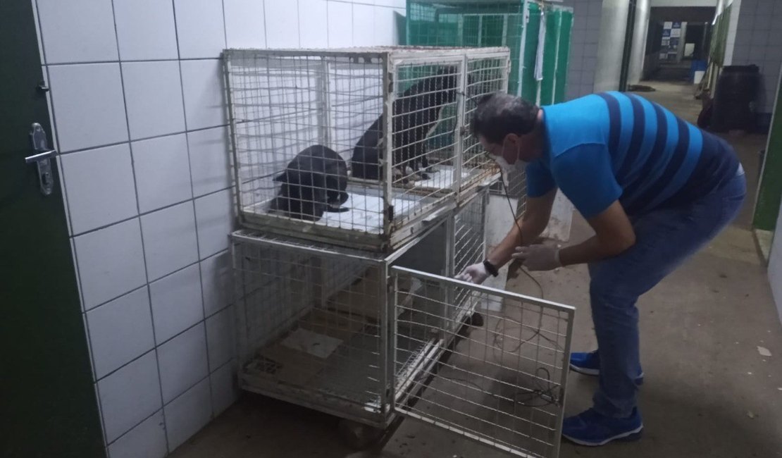 Animais em situação de maus-tratos são resgatados na Cidade Universitária