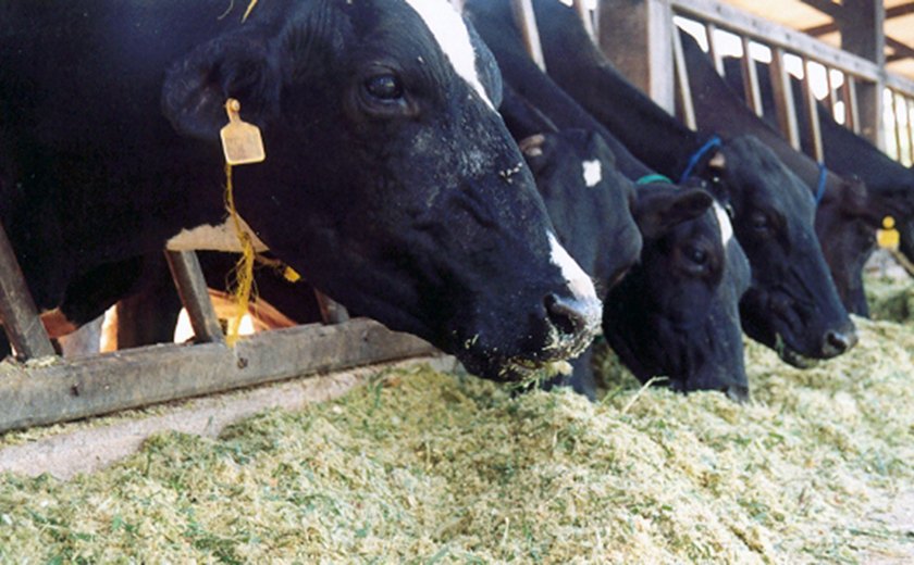 Estado realiza curso de alimentação para bovinos leiteiros