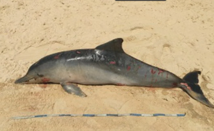 Animal foi encontrado nas falésias da praia de Jequiá