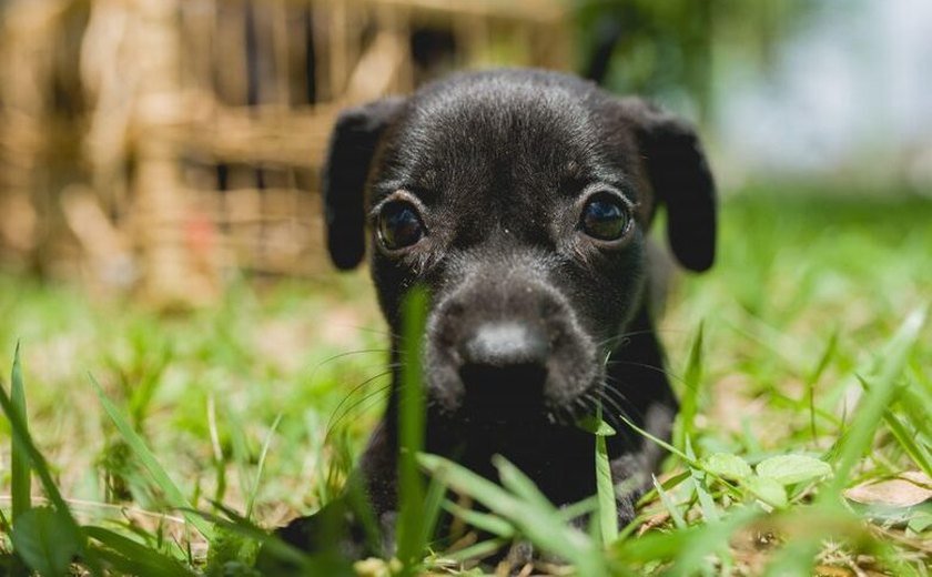 Gabinete da Causa Animal orienta donos de pets sobre vermifugação