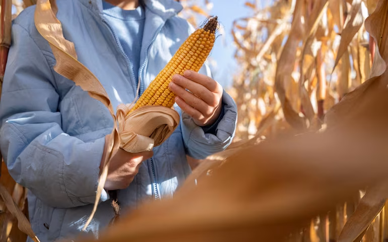 Safrinha de milho: estratégia, tempo e escolhas bem calibradas