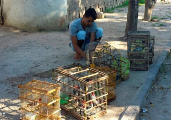 Mais de 270 animais silvestres são resgatados na região de Arapiraca