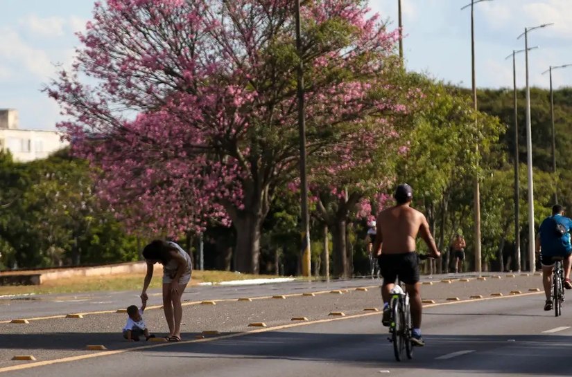 Dois terços dos brasileiros moram em ruas arborizadas, aponta pesquisa do IBGE