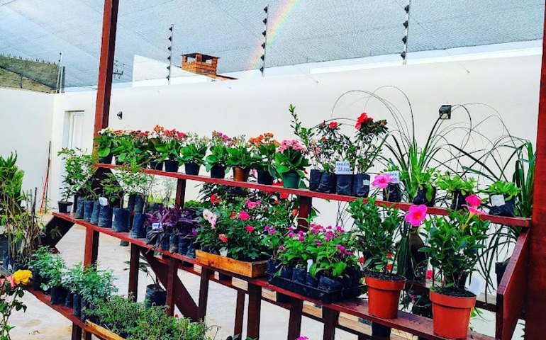 Mercado de floriculturas se aquece em Alagoas com a chegada da primavera
