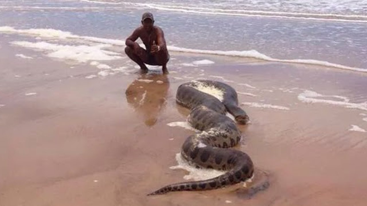 Cobra Sucuri é encontrada na Praia do Peba em Piaçabuçu