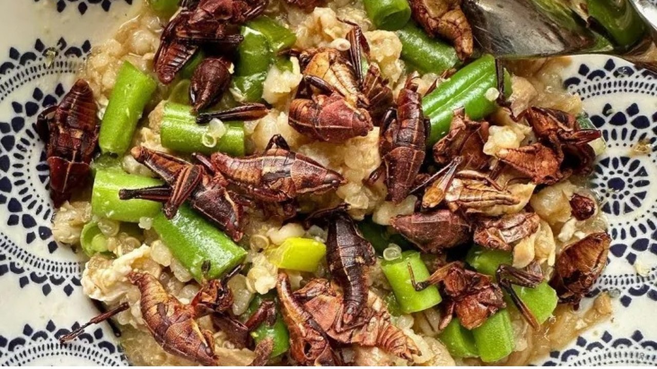 Biscoito de larvas e macarrão com grilo: chef de cozinha estimula consumo de insetos nos EUA