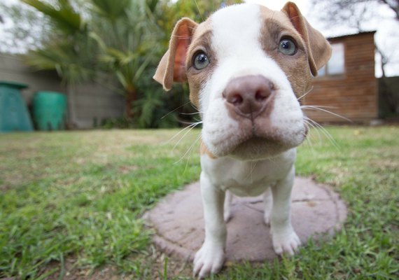 Insolação, sangramentos e queimaduras: Animais de estimação sofrem com a onda de calor na Ásia