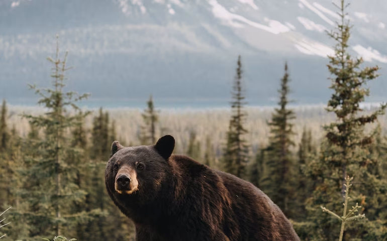Urso dançador do cano é captado na reserva natural russa de Tunguska