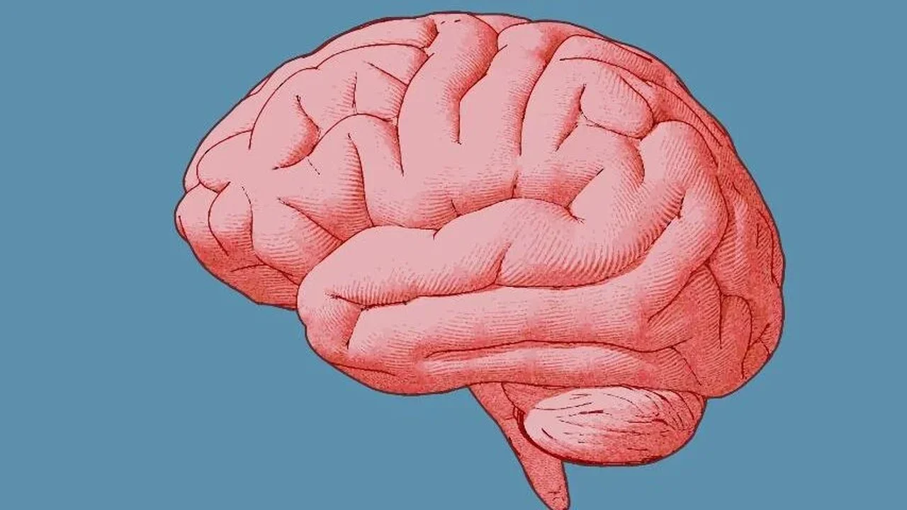 Estudo desvenda circuitos secretos do cérebro que decidem se você está no controle