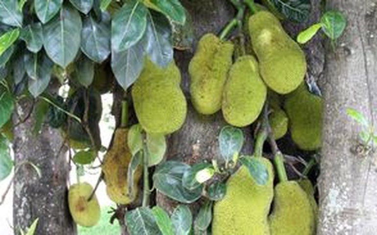 Vai um churrasco de jaca aí? Veja como a fruta entrou nos cardápios, da coxinha ao estrogonofe