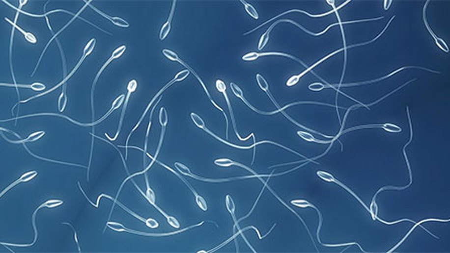 Espermatozoides colhidos de defuntos