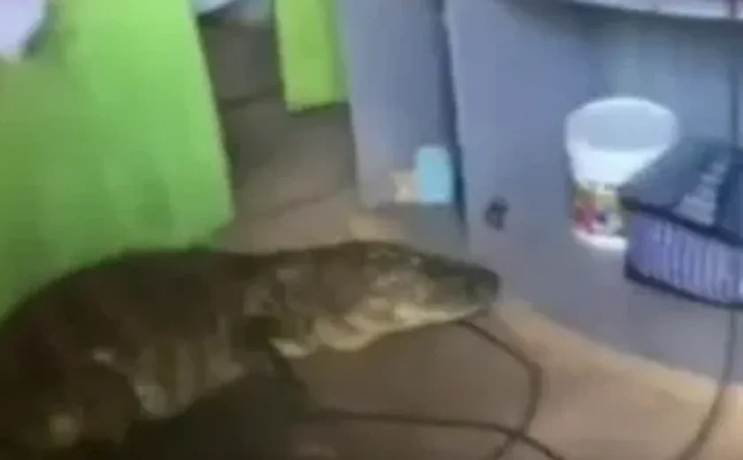 Jacaré é encontrado dentro de residência no bairro do Petrópolis