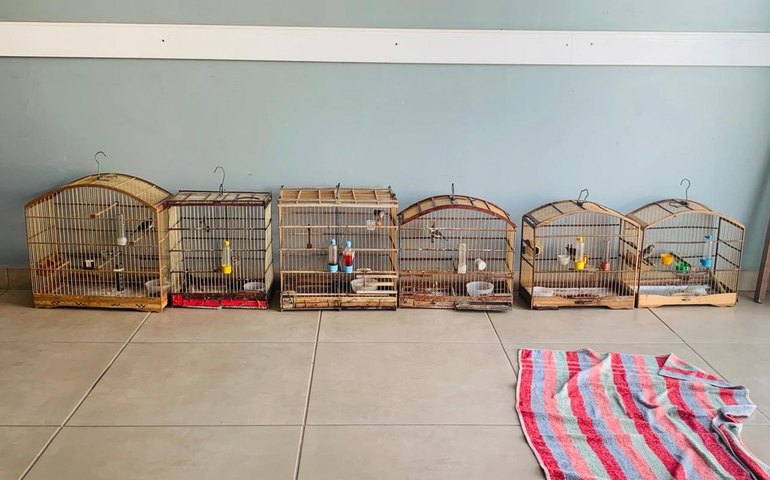 PM flagra crime ambiental durante ação no território indígena Wassu Cocal