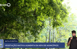 Mata Atlântica: vegetação nativa aumenta em 45% dos municípios