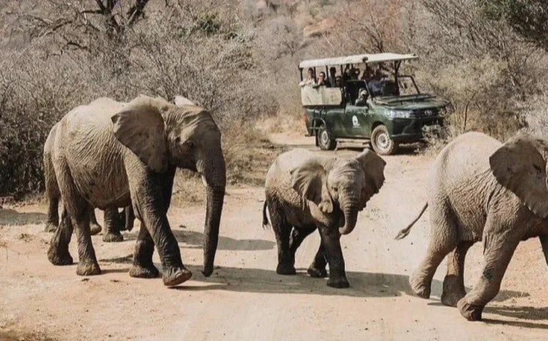 África do Sul: turista morre após ser pisoteado por uma manada de elefantes