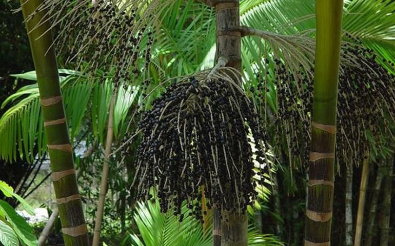 Tipicamente brasileiro, açaí vira café da manhã de europeus