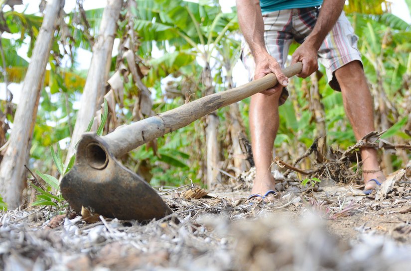 Agricultura e pecuária mantêm R$ 2 bilhões em circulação na economia de Alagoas com recursos do BNB