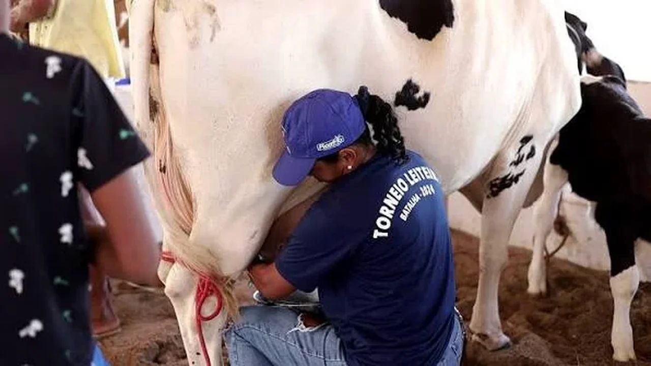 43ª Expo Bacia Leiteira abre atividades nesta quarta-feira (14), em Batalha/AL