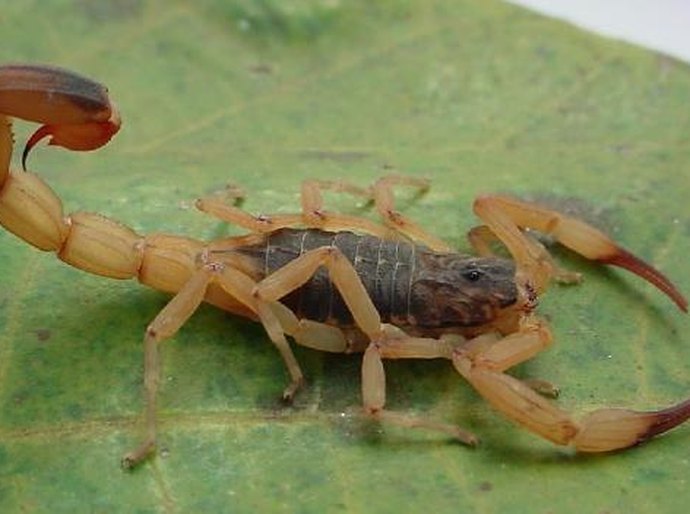 Sesau orienta sobre o que fazer em caso de acidentes com animais venenosos