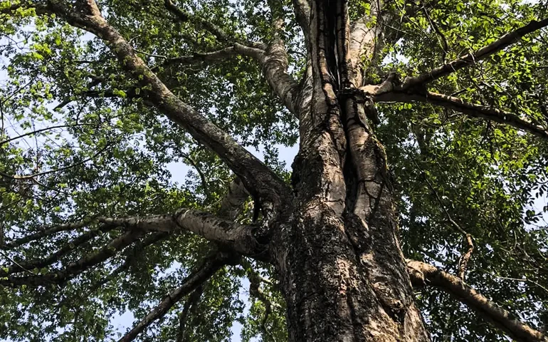 Prefeitura do Rio lança programa para plantar 200 mil mudas nas ruas; entenda