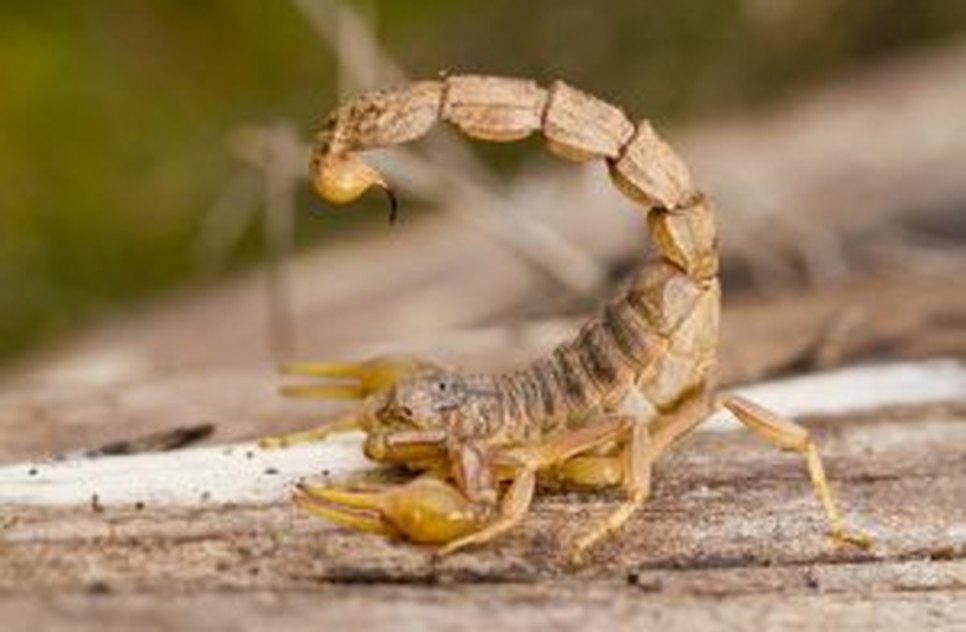 Escorpião amarelo