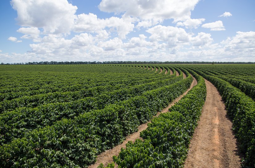 Soluções biológicas ajudam o café a superar as adversidades climáticas, afirma especialista