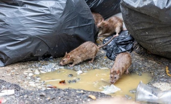 Ratos podem causar a doença