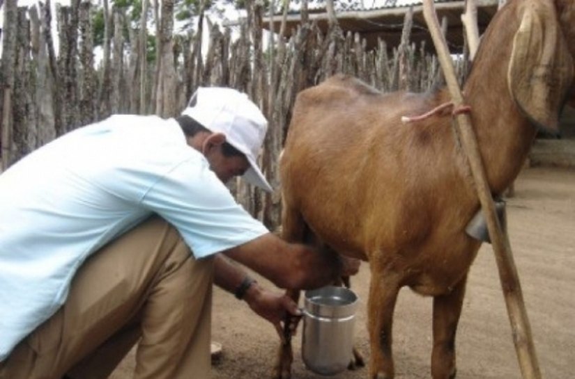 Financiamento da Desenvolve chega a comerciantes e criadores de Chã Preta