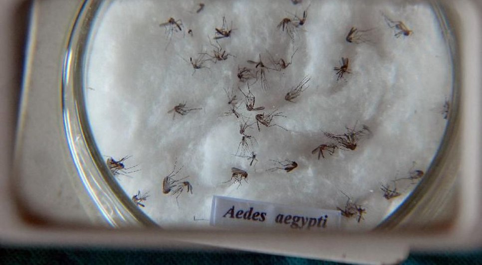 aedes_aegypti (1).jpg