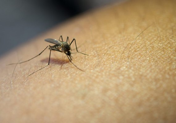 Especialistas alertam sobre proliferação de mosquito da dengue em apartamentos