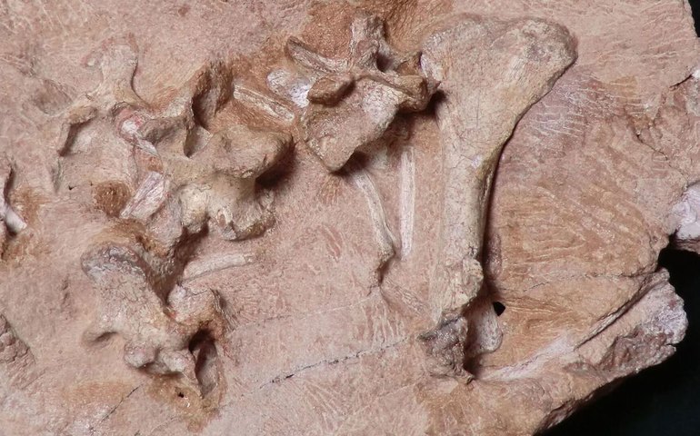 Ferramentas de osso de 1,5 milhão de anos são descobertas na Tanzânia, revela estudo (FOTOS)