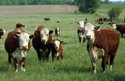 Pecuaristas gaúchos têm nova solução para combater os carrapatos