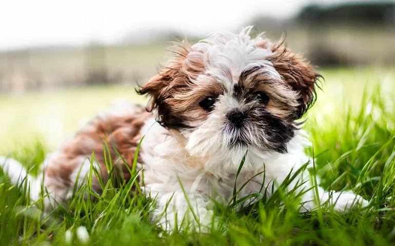 Cade aprova fusão entre Petz e Cobasi com exigência de desinvestimento