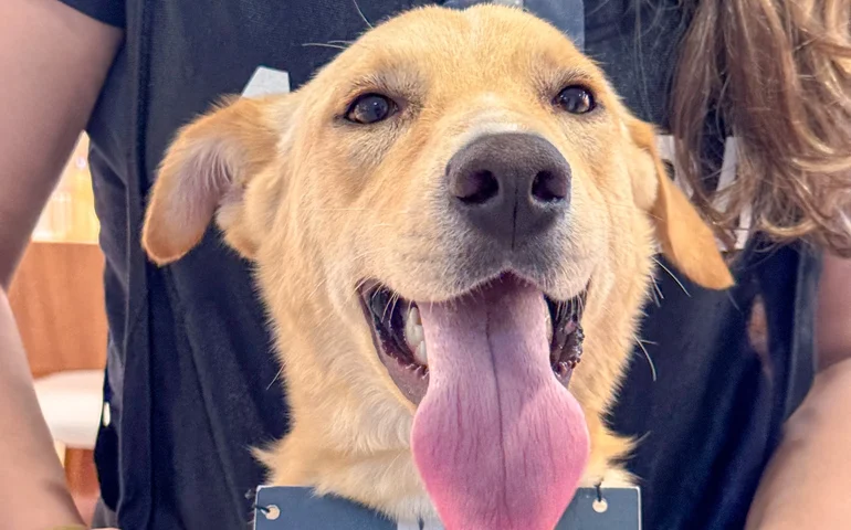 Sam´s Club Maceió promove evento de adoção de pets resgatados em parceria com a ONG Pata Amada