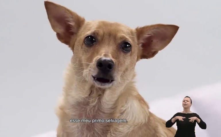 No Dia do Vira-Lata, confira nove situações em que o cão caramelo viralizou na web