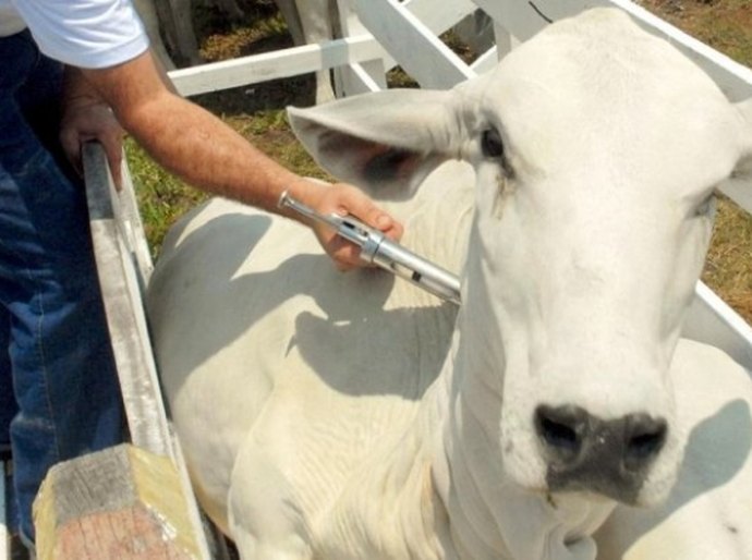 Prazo para vacinação contra a febre aftosa encerra dia 30 em AL