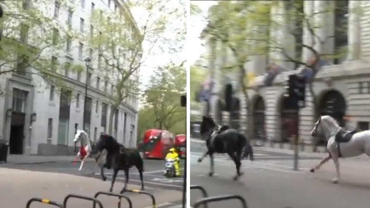 Cavalos em fuga: animais assustados correm descontroladamente pelas ruas de Londres cobertos de sangue; vídeos