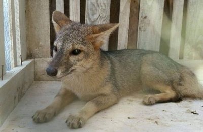 Fiscalização Preventiva Integrada apreende cerca de 1500 animais